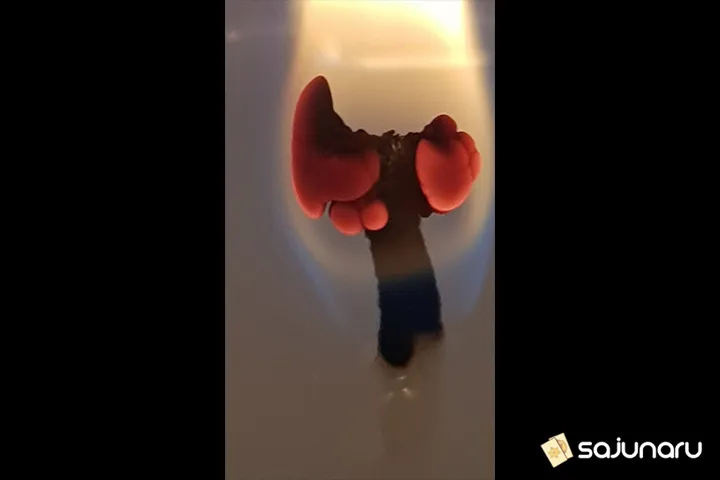 사주나루 용궁만신