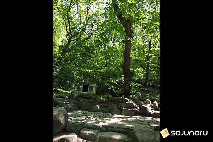 사주나루 꽃돼지동자