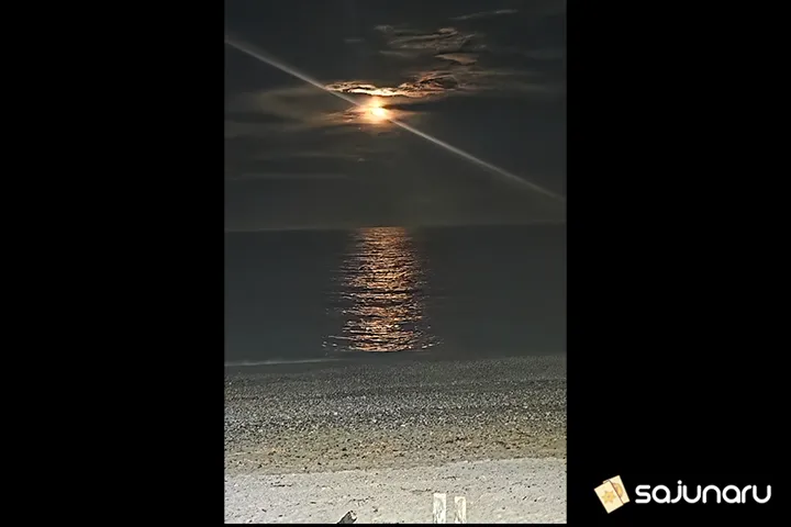 사주나루 꽃돼지동자